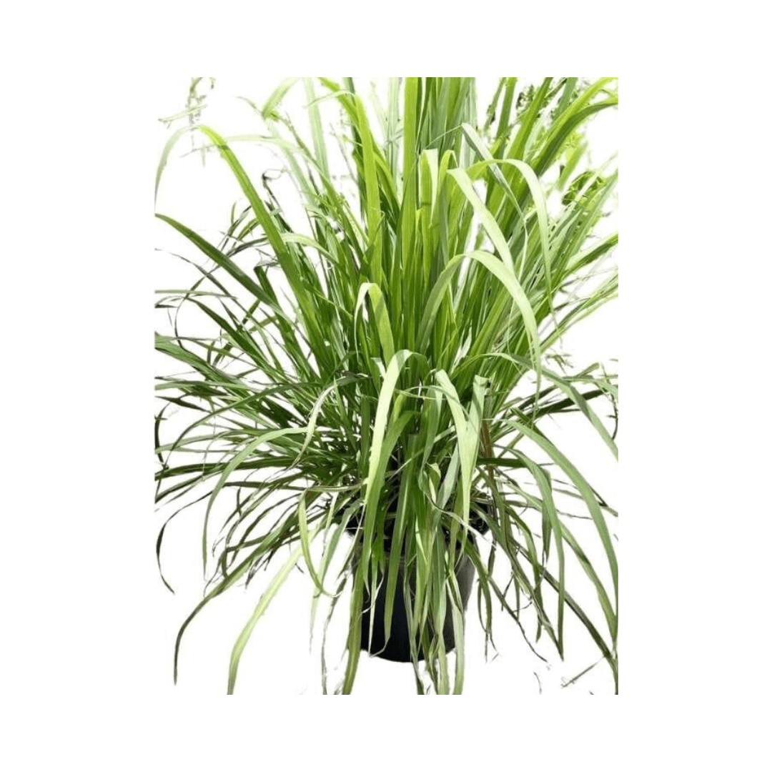 Fresh Lemongrass Plant in 3 Gallon Container Everglades Farm