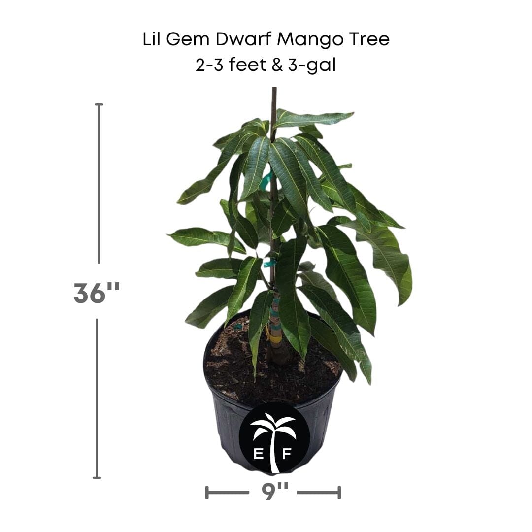 Lil Gem Dwarf Mango Tree, Grafted Fruit Trees 102-Zill High Performance Plants 2-3 feet & 3-gal