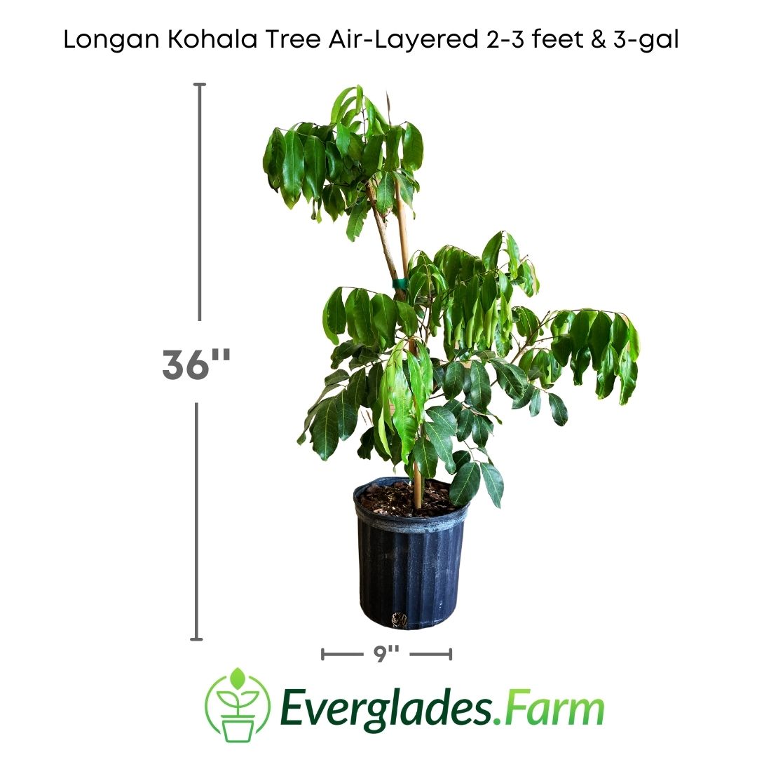 This tree can reach a height of up to 10 meters and has a dense, round canopy. Its leaves are evergreen, of a bright dark green color, and have an oblong shape.