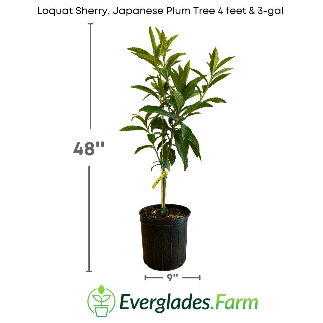 Loquat Sherry, Japanese Plum Tree Grafted Fruit Trees 102-Zill High Performance Plants 4 feet & 3-gal