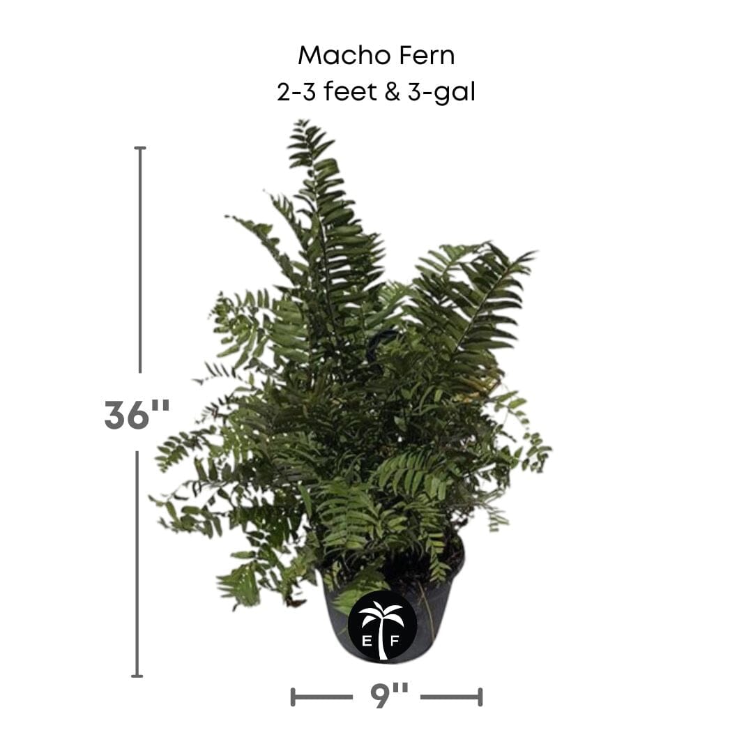 Macho Fern, Live Plant Ornamentals 115-Orlando Nursery 2-3 feet & 3-gal