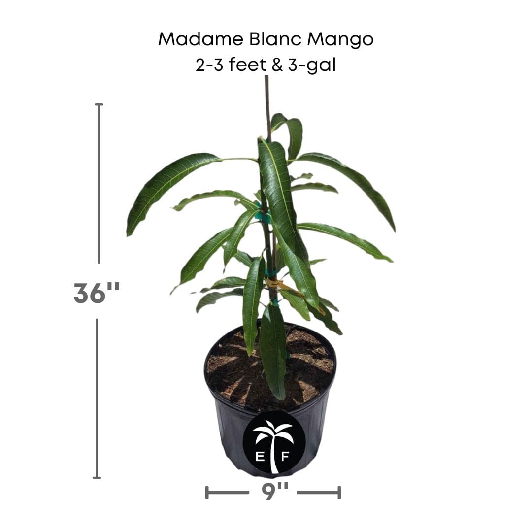Madame Blanc Hatian Mango Tree, Grafted Fruit Trees 111-Lalo Melo 2-3 feet & 3-gal