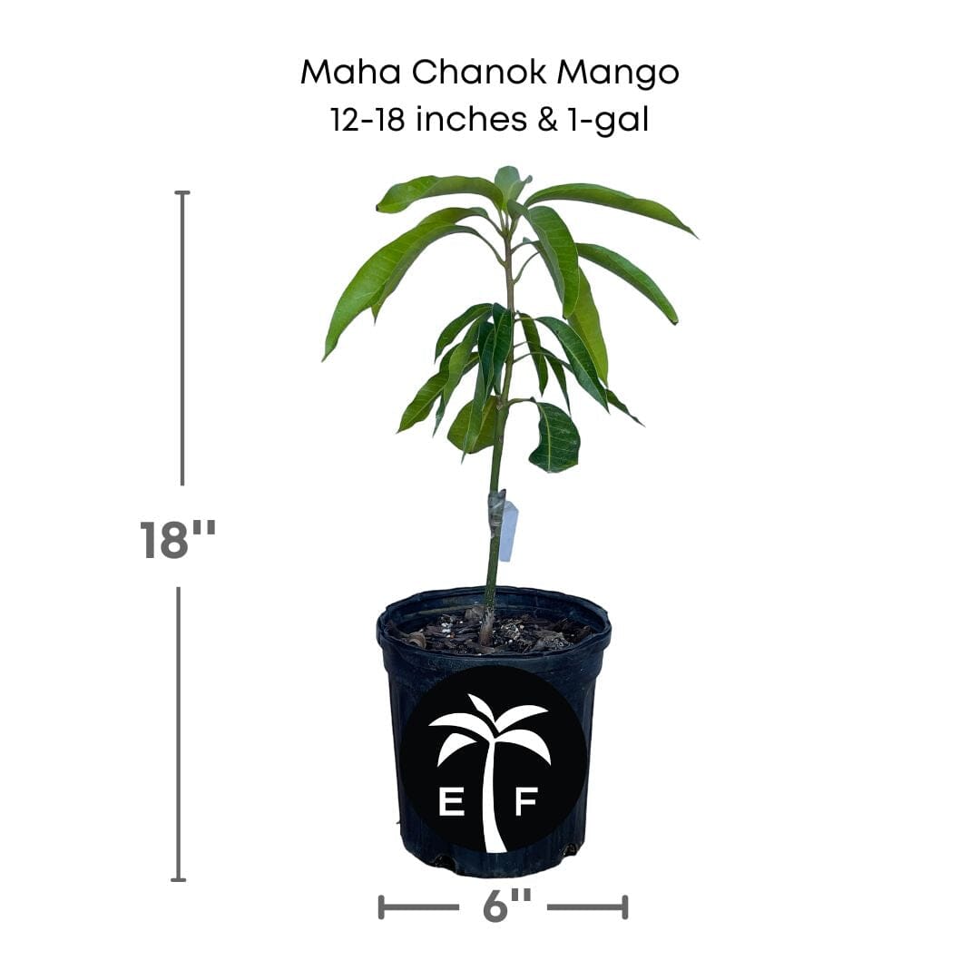 Maha Chanok Mango Tree, Grafted Fruit Trees 100-Carlos Tropical Fruits 12-18 inches & 1-gal