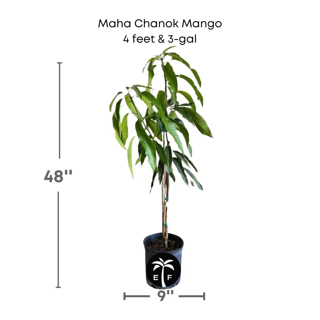 Maha Chanok Mango Tree, Grafted Fruit Trees 100-Carlos Tropical Fruits 4 feet & 3-gal
