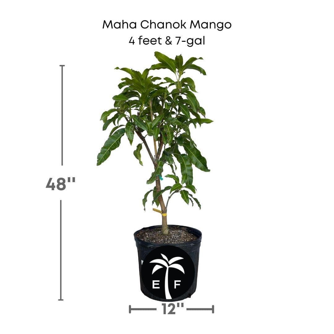 Maha Chanok Mango Tree, Grafted Fruit Trees 100-Carlos Tropical Fruits 4 feet & 7-gal