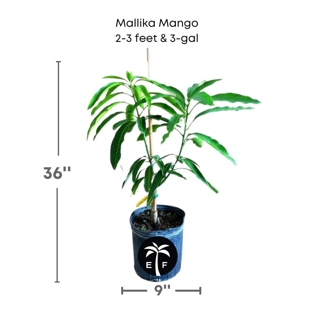Mallika Dwarf Mango Tree, Grafted Fruit Trees 103-Pine Island Nursery 2-3 feet & 3-gal