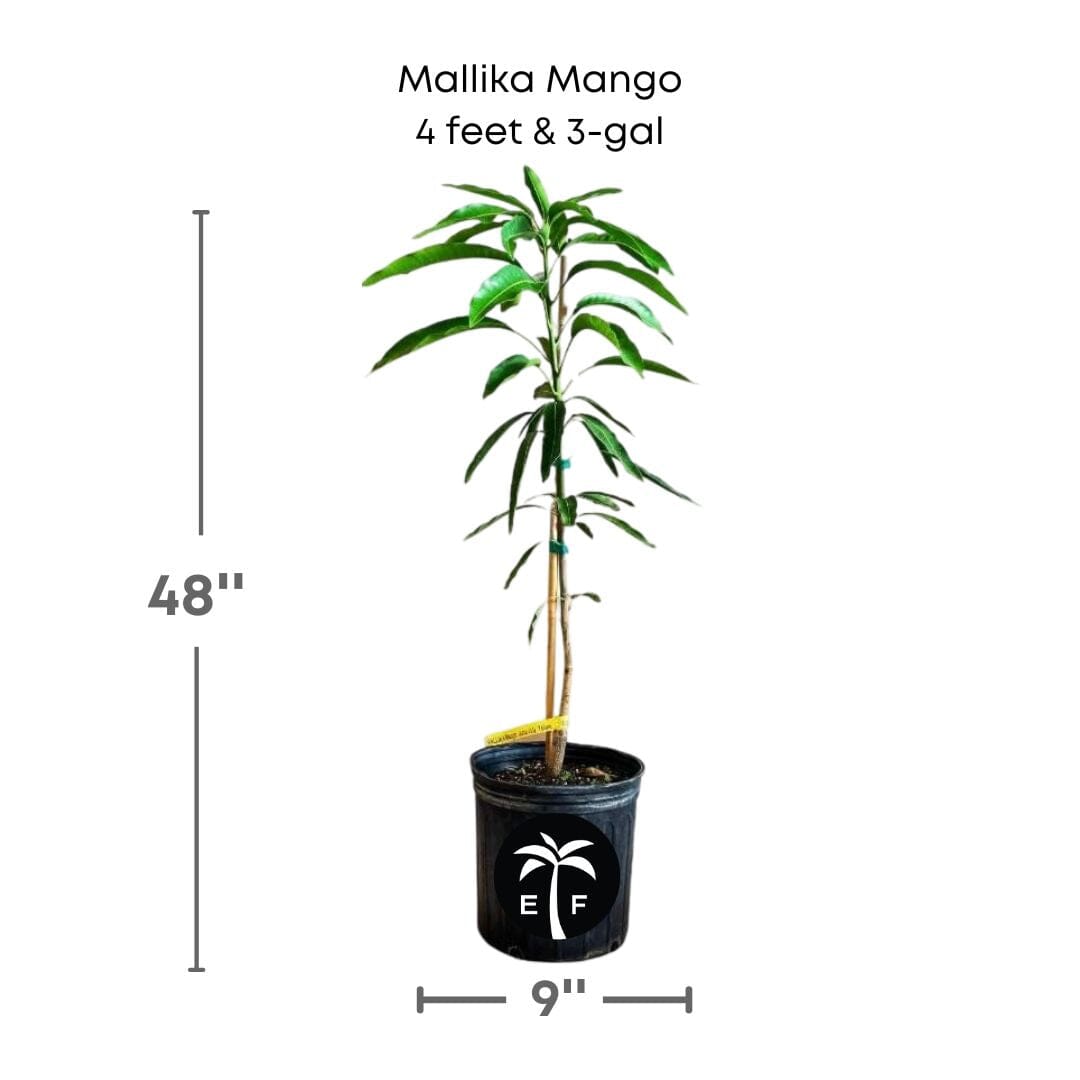 Mallika Dwarf Mango Tree, Grafted Fruit Trees 103-Pine Island Nursery 4 feet & 3-gal