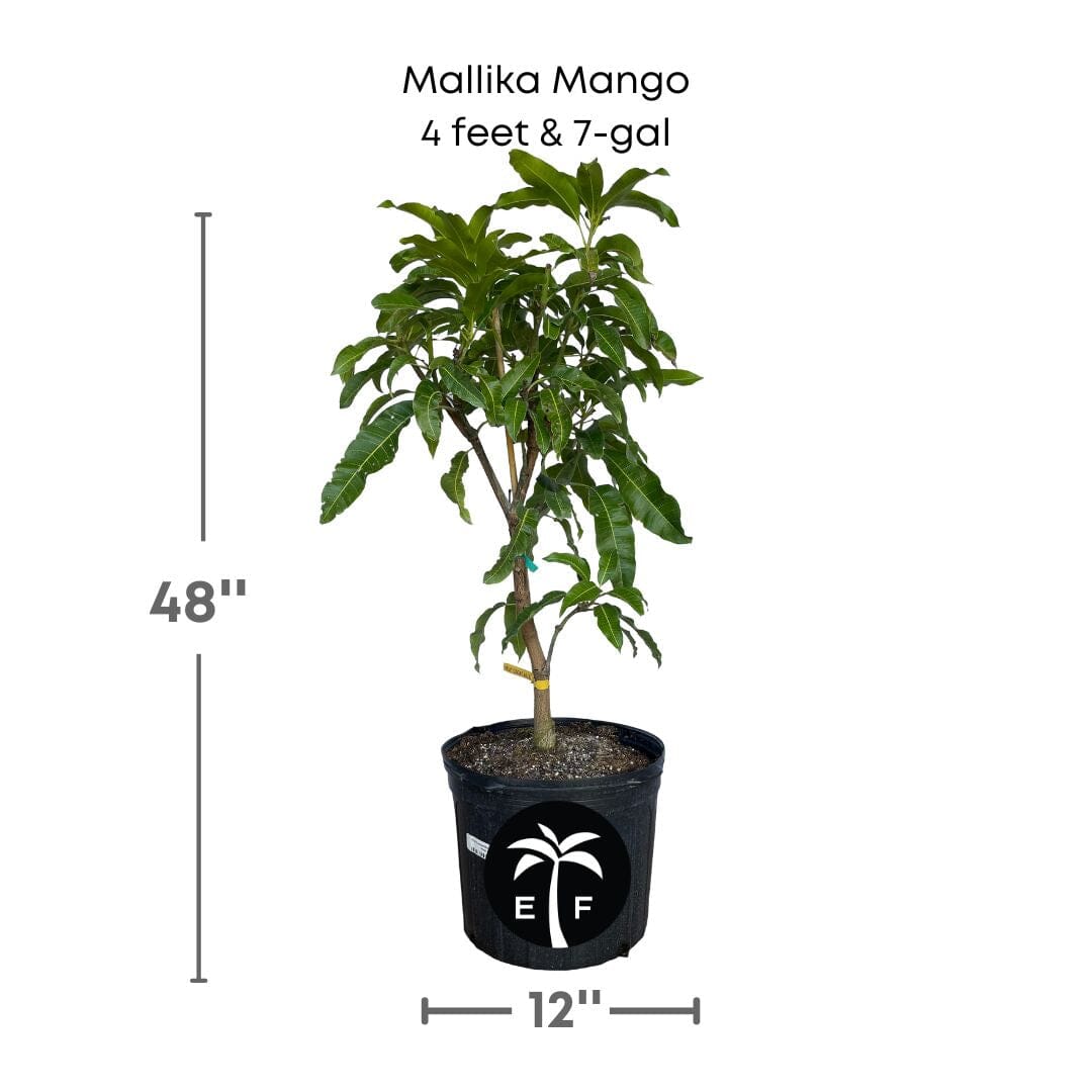 Mallika Dwarf Mango Tree, Grafted Fruit Trees 103-Pine Island Nursery 4 feet & 7-gal