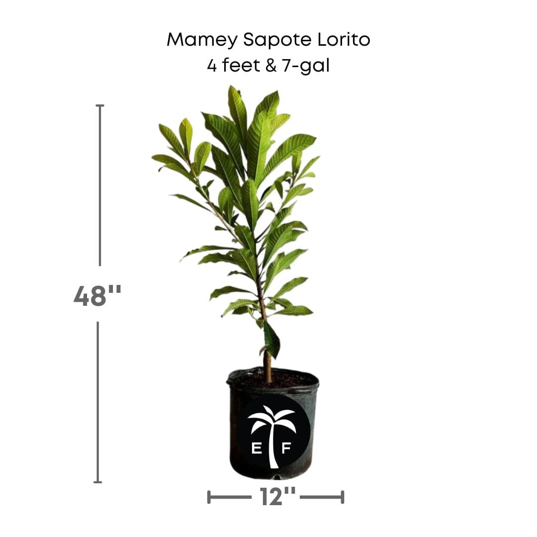 Mamey Sapote Lorito Tree, Grafted 112-Lara Farm 4 feet & 7-gal