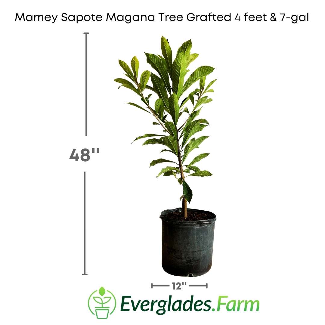 Mamey Sapote Magana Tree Grafted