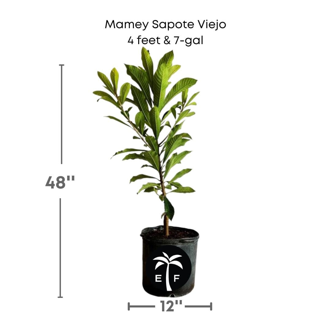 Mamey Sapote Viejo Tree, Grafted 112-Lara Farm 4 feet & 7-gal