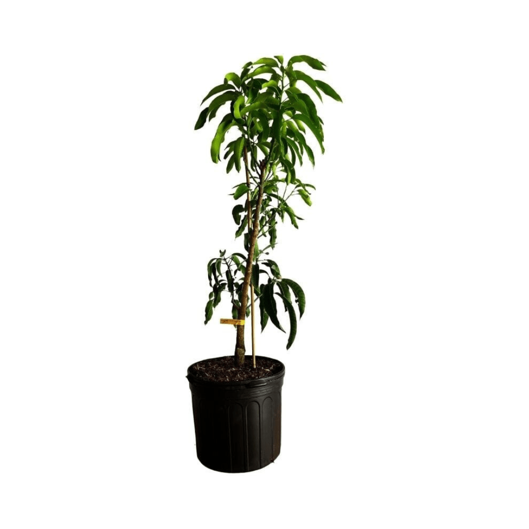 Cogshall Mango Tree Dwarf, Grafted Fruit Trees 100-Carlos Tropical Fruits 4 ft. & 7-gal.