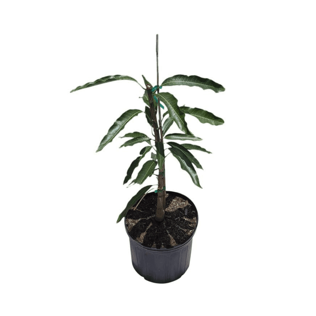 Mallika Dwarf Mango Tree for Sale – Grafted & Cold Hardy Fruit Trees 103-Pine Island Nursery 18-24 inches & 1-gal