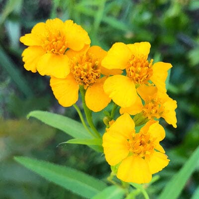 mexican mint marigold plant Mexican Mint Marigold