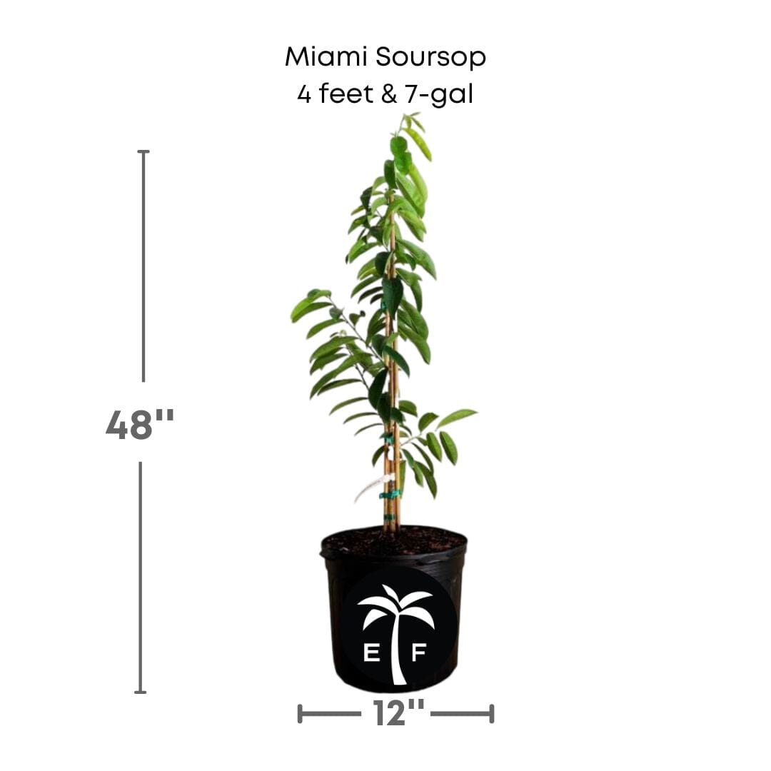 Miami Soursop Guanabana from Seedlings Fruit Tree Fruit Trees 100-Carlos Tropical Fruits 4 feet & 7-gal