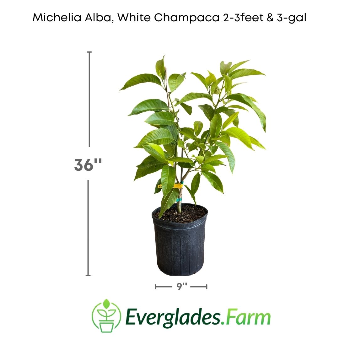 In addition to its beauty and aroma, Michelia alba is also valued for its medicinal properties. It has been used in traditional medicine to treat various ailments, from headaches to respiratory problems. Its leaves and flowers contain chemical compounds that possess antioxidant and anti-inflammatory properties.