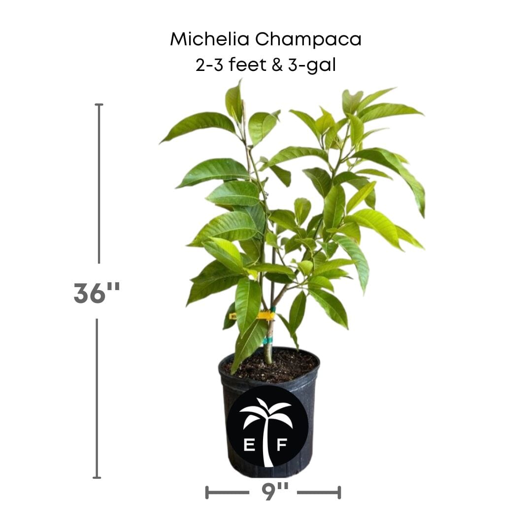 Michelia Champaca, Tree from Seedlings Fruit Trees 102-Zill High Performance Plants 2-3 feet & 3-gal