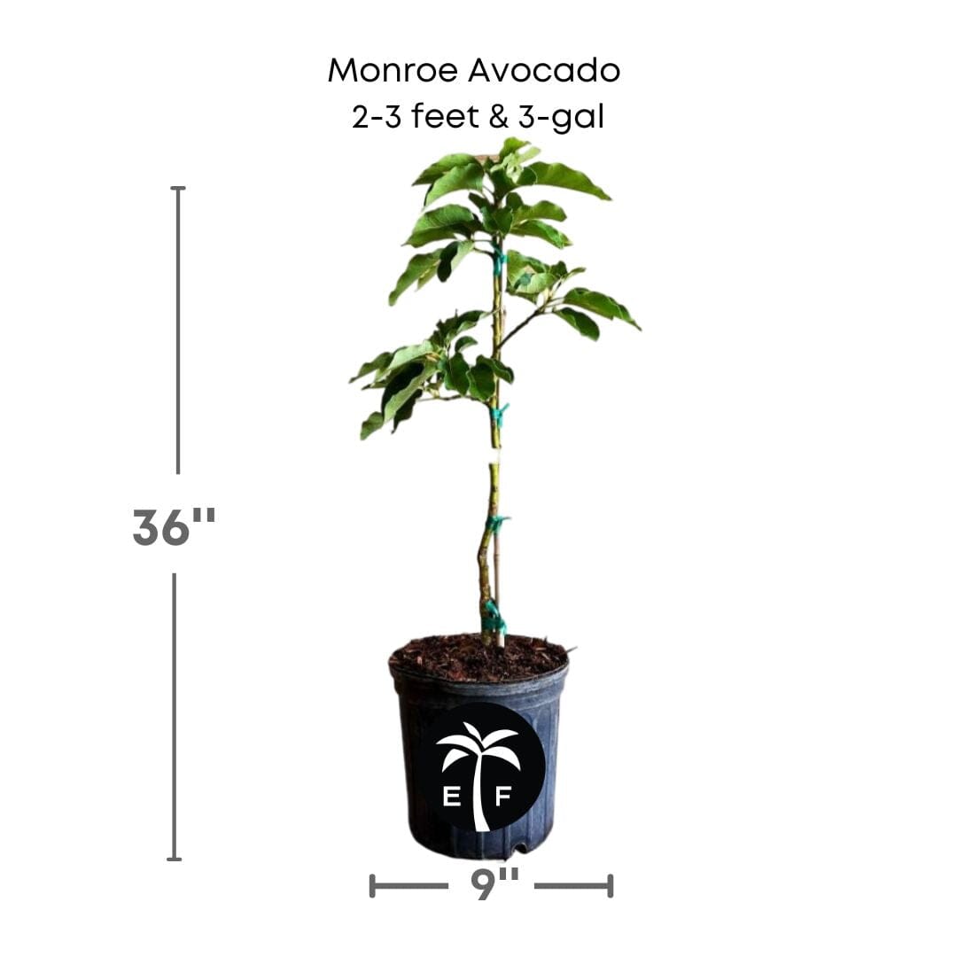 Monroe Avocado Tree, Grafted Fruit Trees 100-Carlos Tropical Fruits 2-3 feet & 3-gal