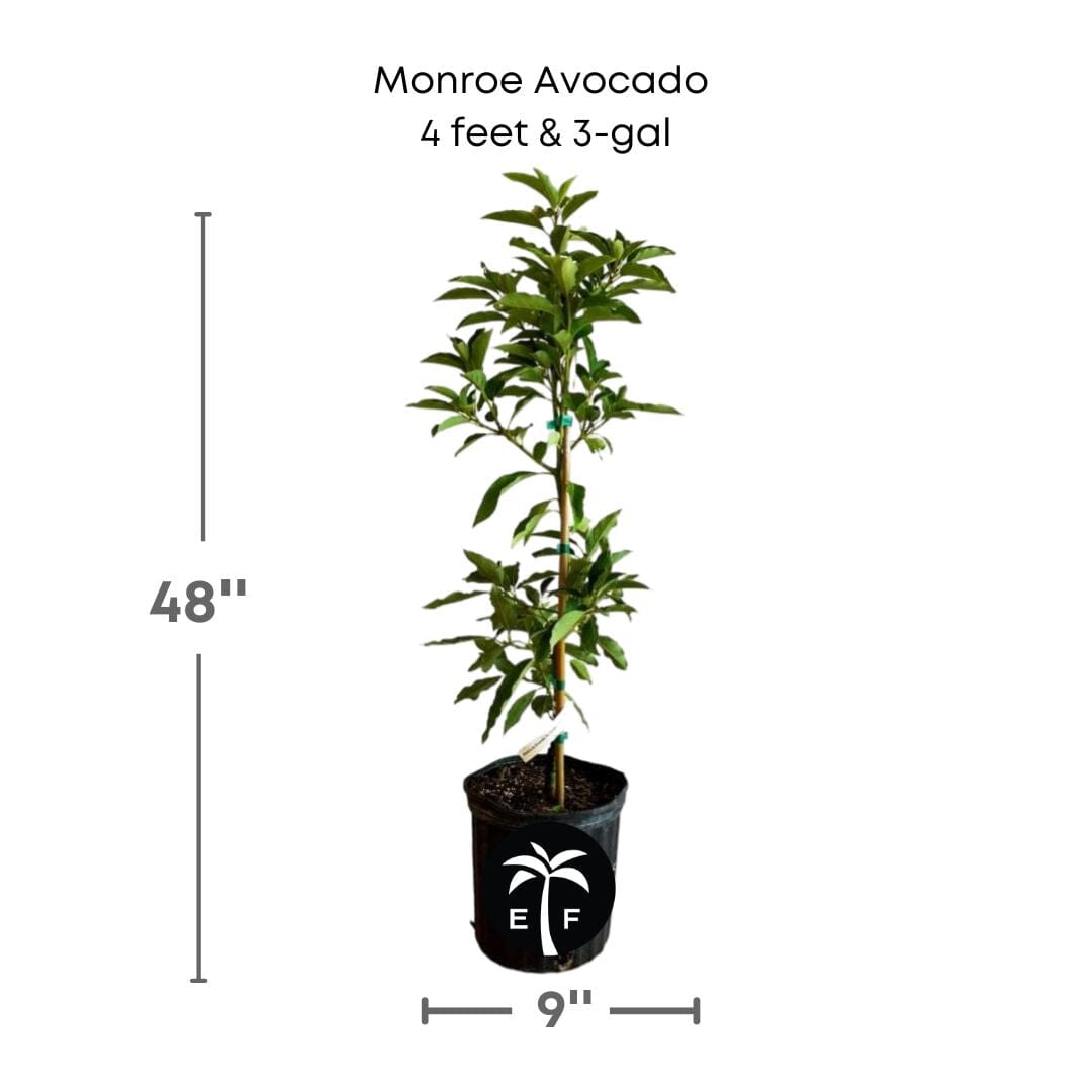 Monroe Avocado Tree, Grafted Fruit Trees 100-Carlos Tropical Fruits 4 feet & 3-gal