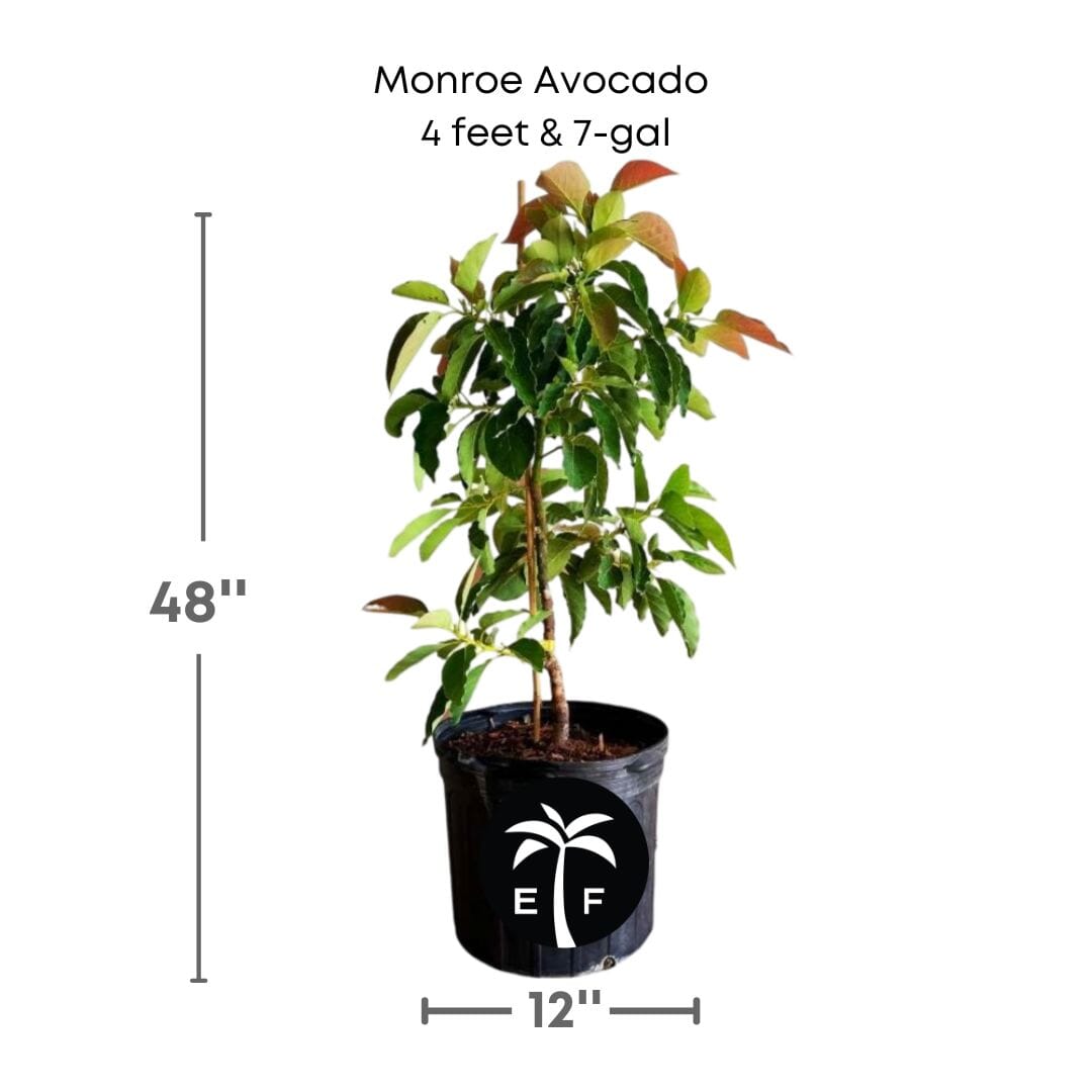 Monroe Avocado Tree, Grafted Fruit Trees 100-Carlos Tropical Fruits 4 feet & 7-gal