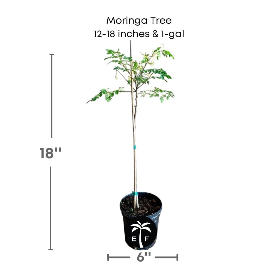 Moringa Tree, for sale from Florida Fruit Trees 115-Orlando Nursery 12-18 inches & 1-gal