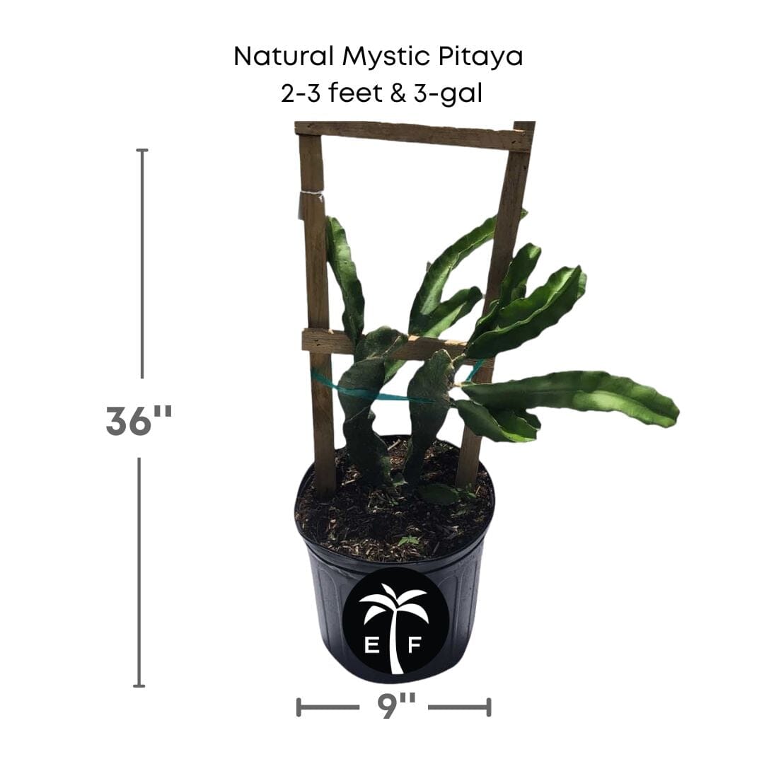 Natural Mystic Pitaya, Dragon Fruit Red Fruit Trees 123-Holmberg Farms, Inc. 2-3 feet & 3-gal