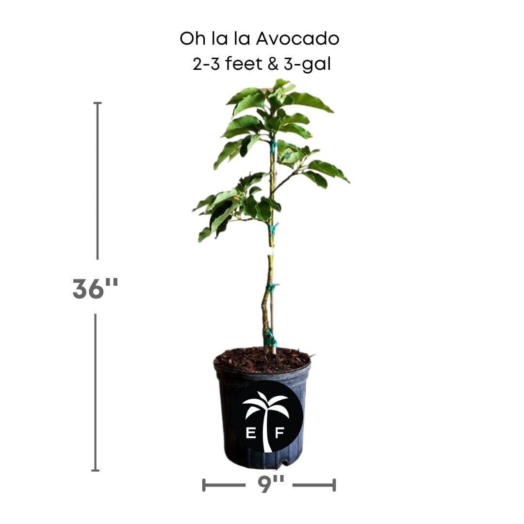 Oh La La Super Hass Avocado Tree, Grafted Fruit Trees 102-Zill High Performance Plants 2-3 feet & 3-gal