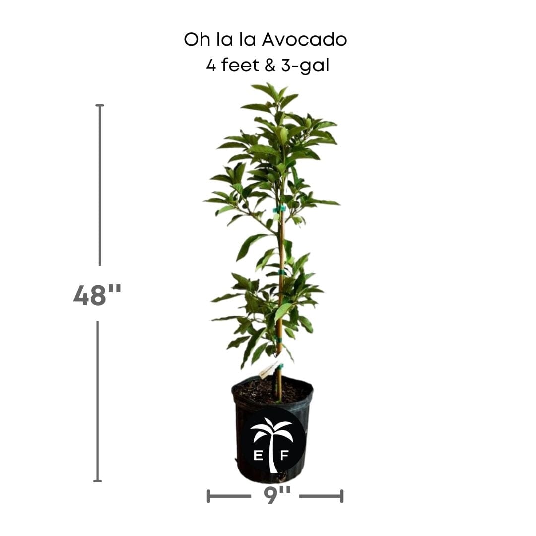 Oh La La Super Hass Avocado Tree, Grafted Fruit Trees 102-Zill High Performance Plants 4 feet & 3-gal