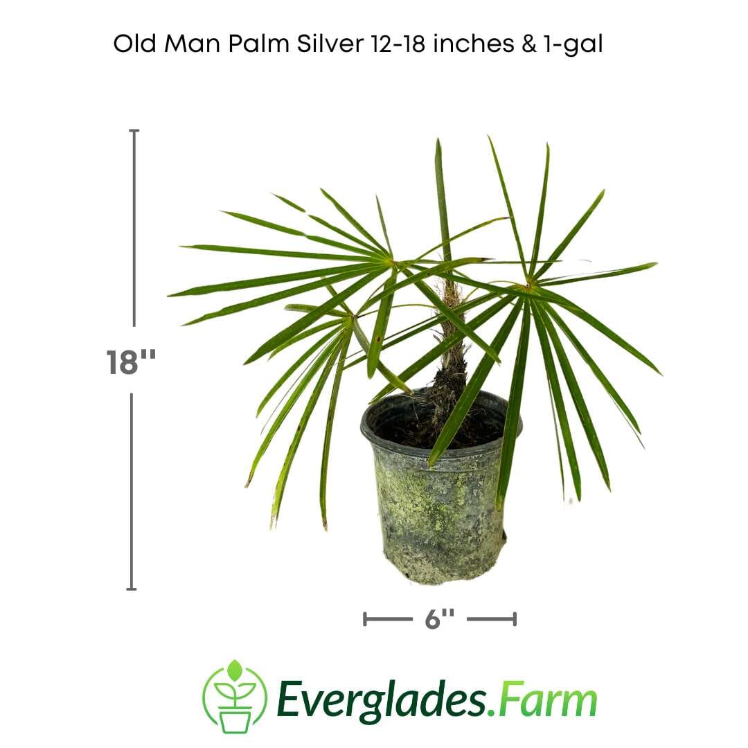 Old Man Palm Silver Rare and Slow Growing 130-Casey's Corner Nursery 12-18 inches & 1-gal