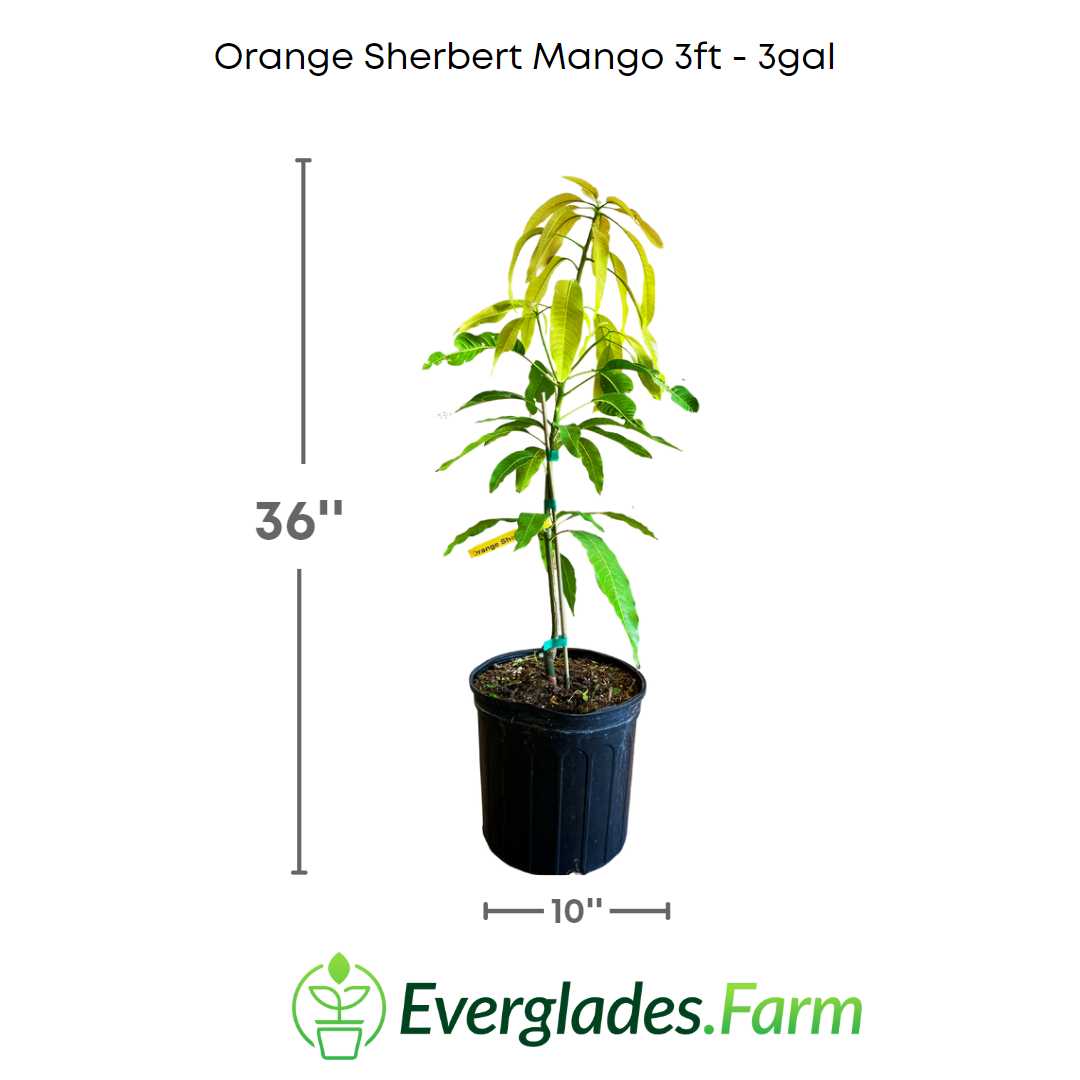 The flavor of Orange Sherbert Mango is exceptionally rich and complex, with notes of pineapple, peach, and tangerine, making it a perfect choice for lovers of sweet and exotic flavors.