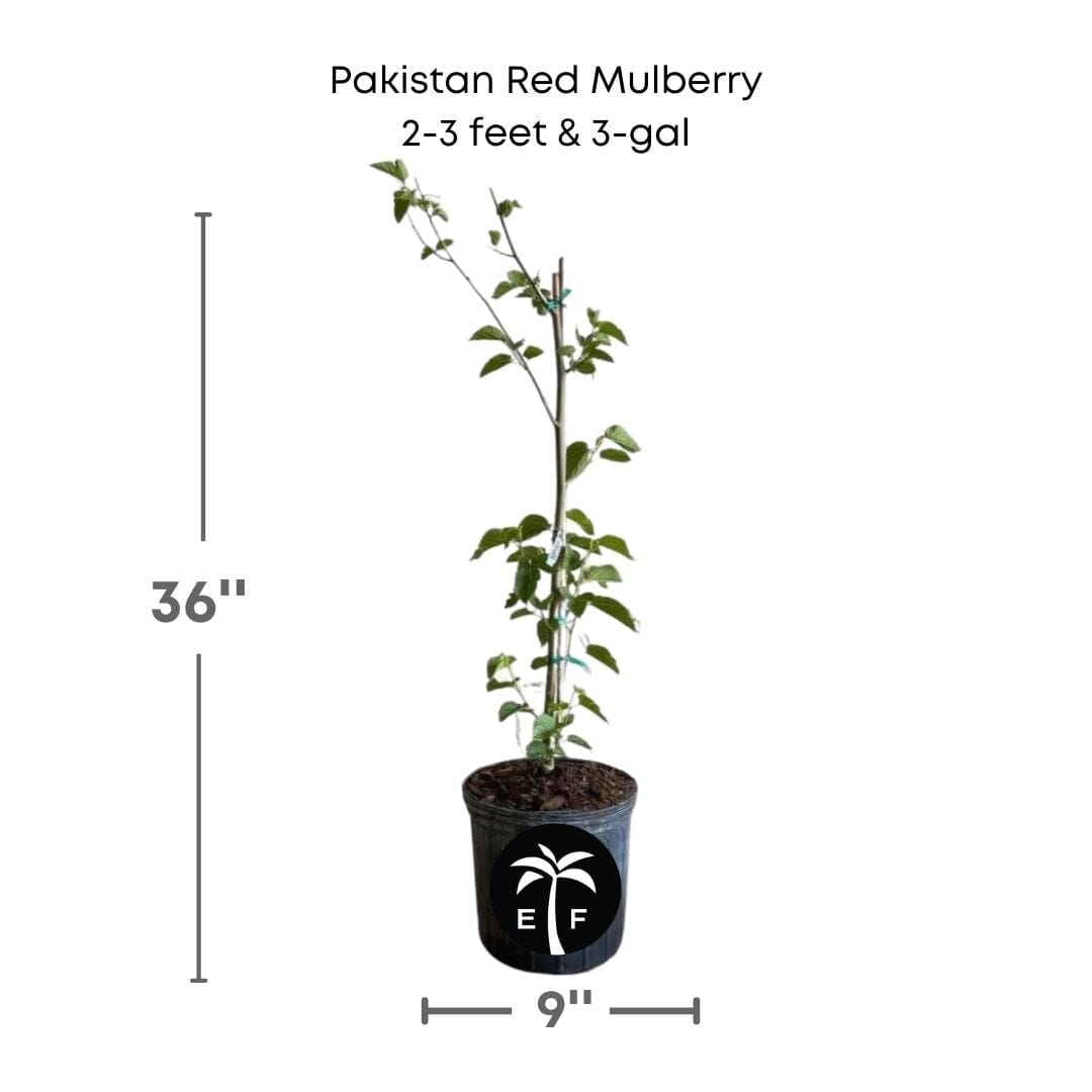 Pakistan Red Mulberry Tree 111-Lalo Melo 2-3 feet & 3-gal