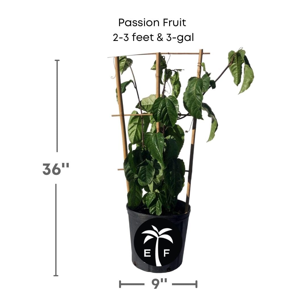 Passion Fruit Red Variety, Maracuya Rojo Fruit Trees 118-Agri-Starts Inc 2-3 feet & 3-gal