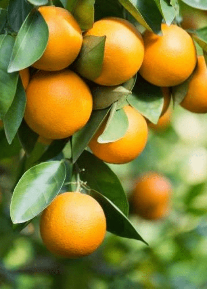 Pineapple Orange Tree 123-Holmberg Farms, Inc.
