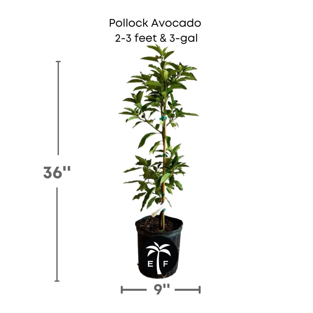 Pollock Avocado Tree, Grafted Fruit Trees 102-Zill High Performance Plants 2-3 feet & 3-gal