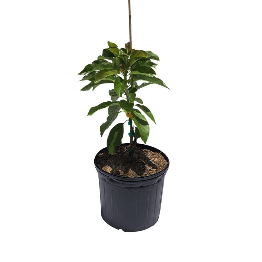 Pollock Avocado Tree, Grafted Fruit Trees 102-Zill High Performance Plants