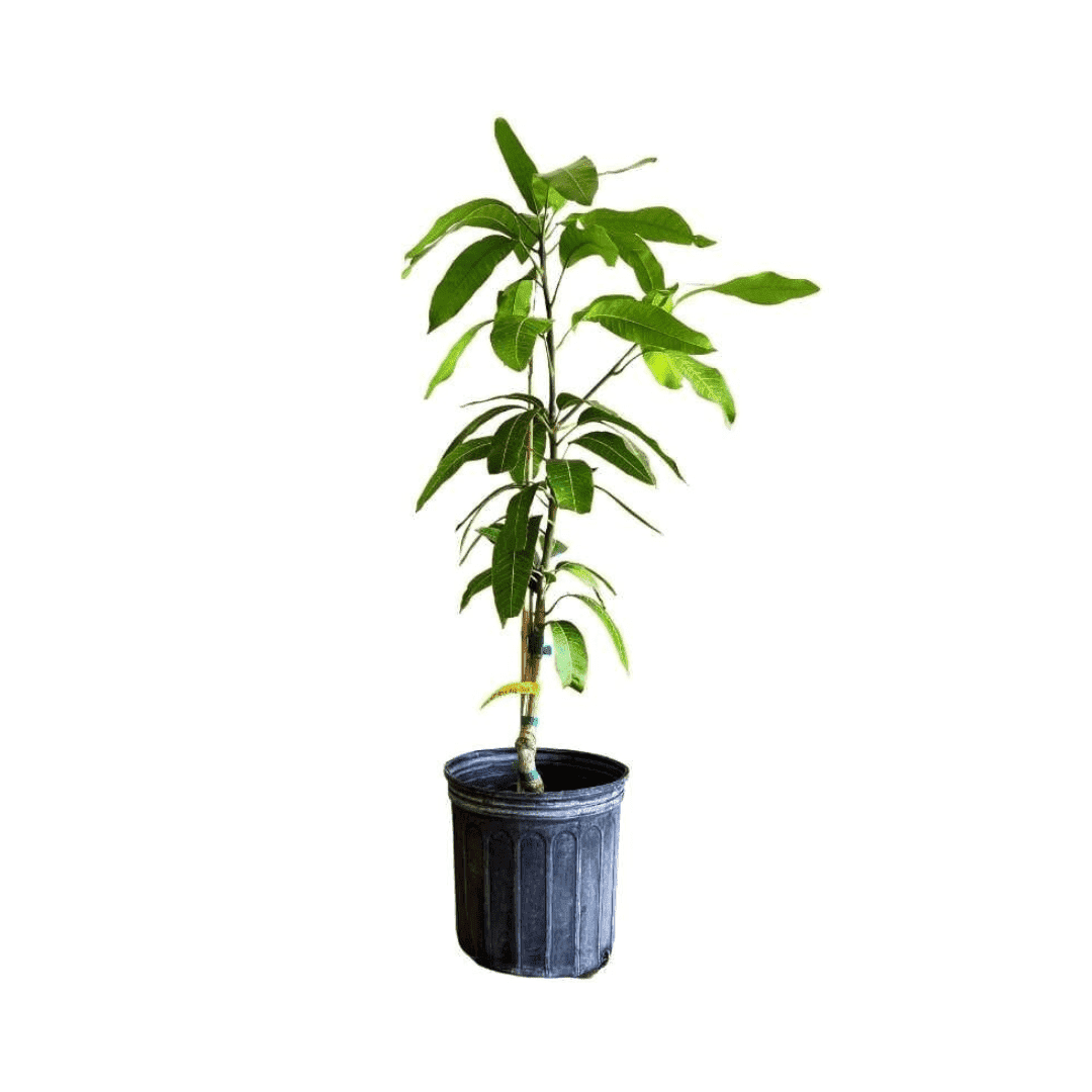 Raw Honey Mango Tree, Grafted Fruit Trees 102-Zill High Performance Plants 2-3 feet & 3-gal
