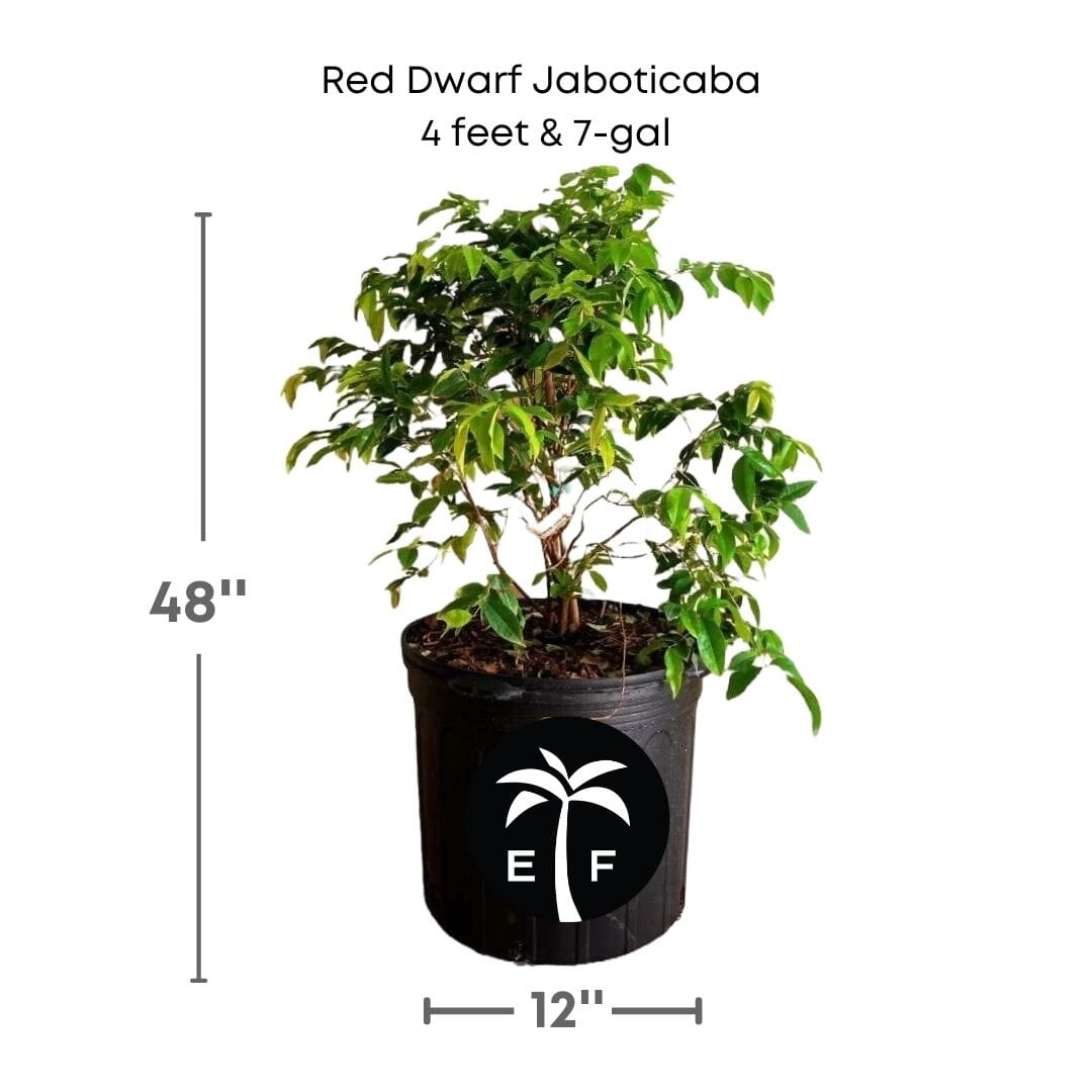 Red Dwarf Jaboticaba Tree, Hybrid Fruit Trees 100-Carlos Tropical Fruits 4 feet & 7-gal