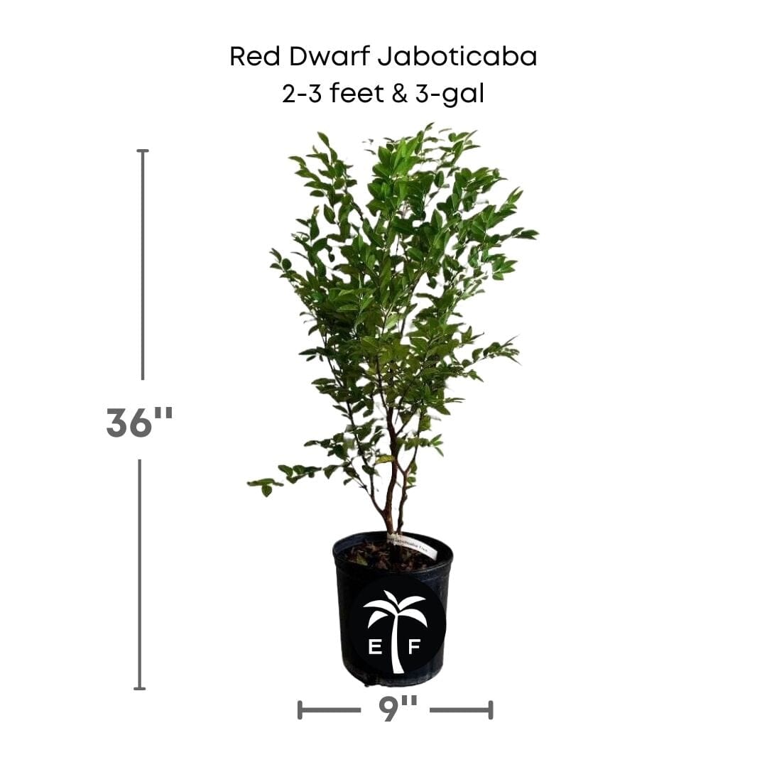 Red Dwarf Jaboticaba Tree, Hybrid Fruit Trees 100-Carlos Tropical Fruits 2-3 feet & 3-gal