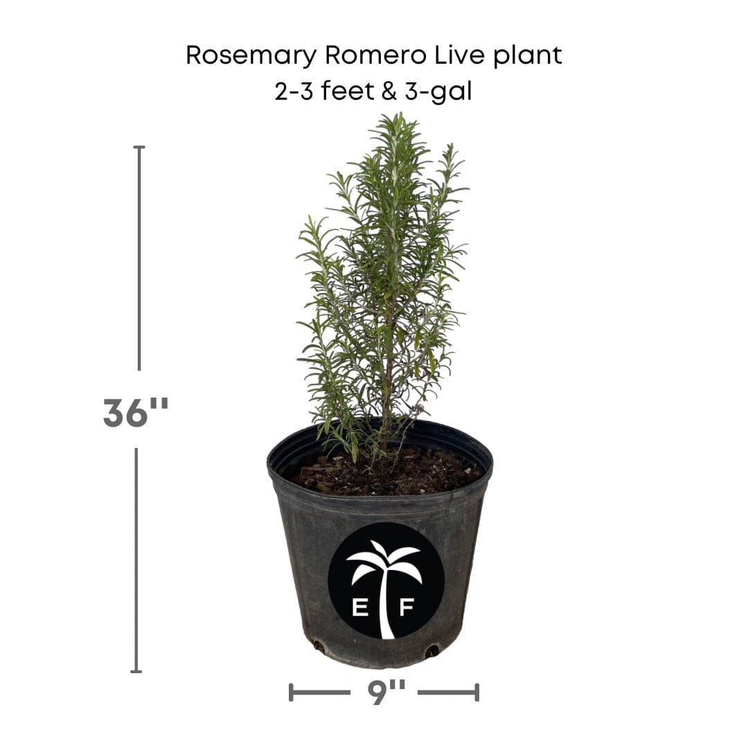 Rosemary Romero Live Plant in 3 gal container Herbs 115-Orlando Nursery 2-3 feet & 3-gal