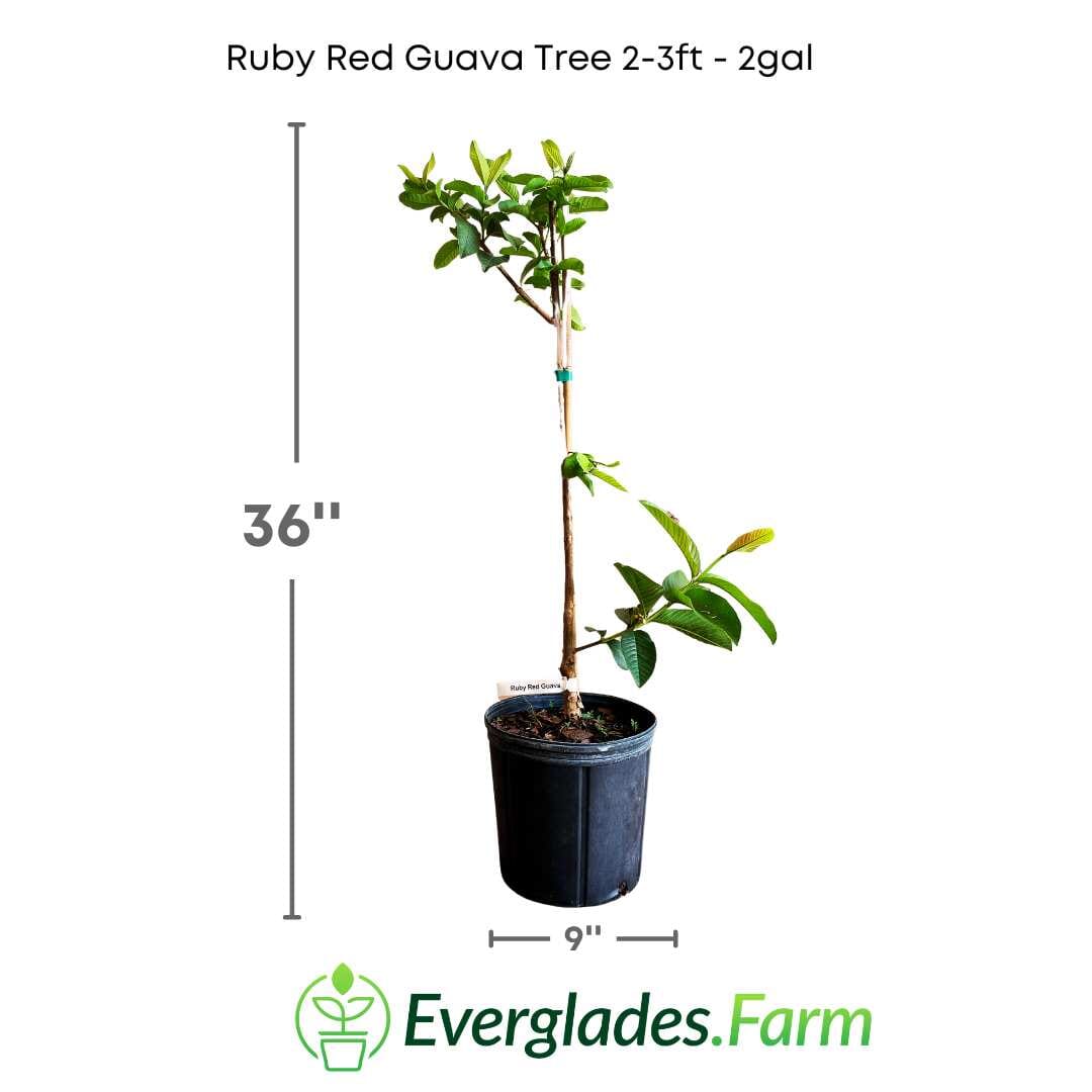 Ruby Red Guava Tree, Grafted 100-Carlos Tropical Fruits 2-3 feet & 3-gal