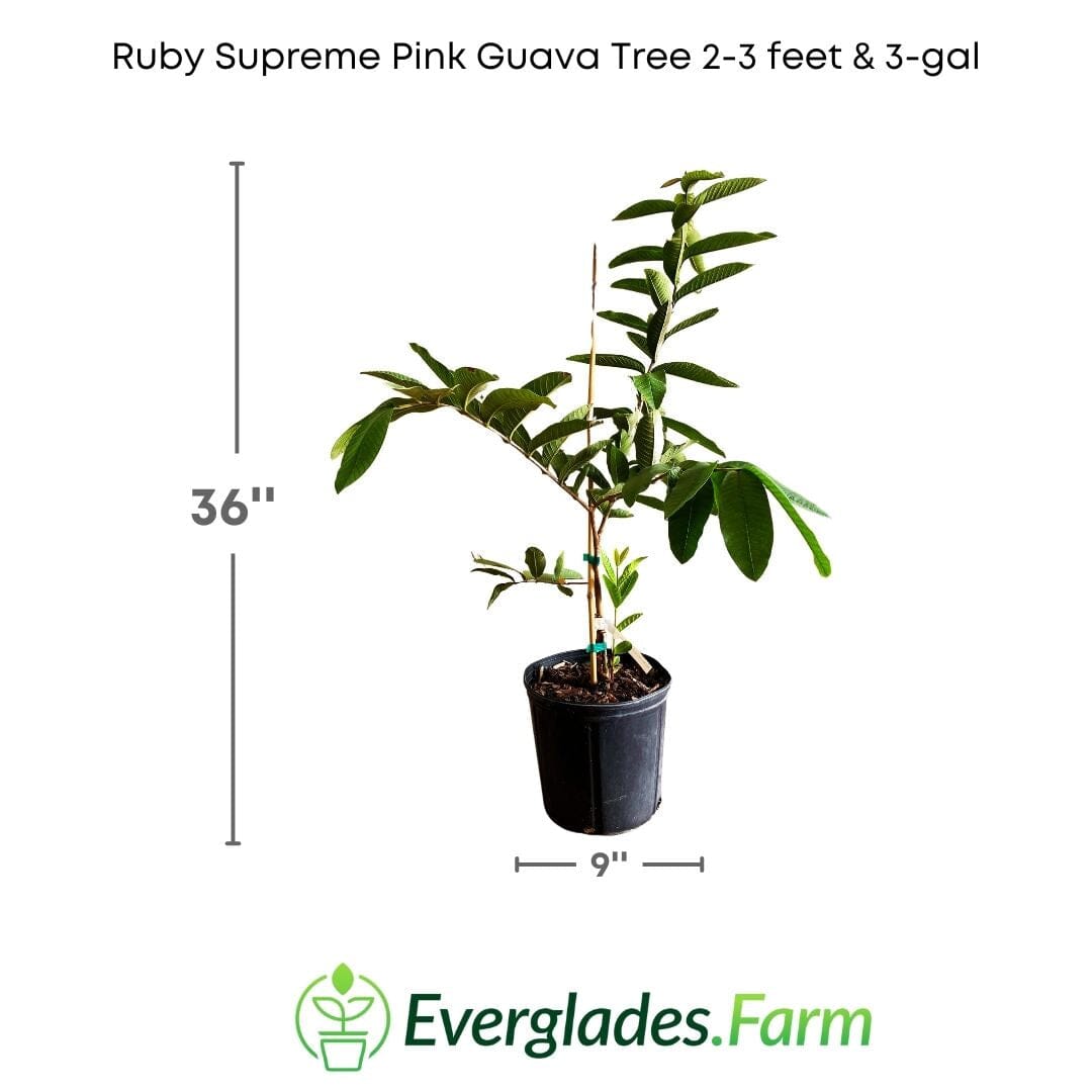Ruby Supreme Pink Guava Tree, Grafted 100-Carlos Tropical Fruits 2-3 feet & 3-gal