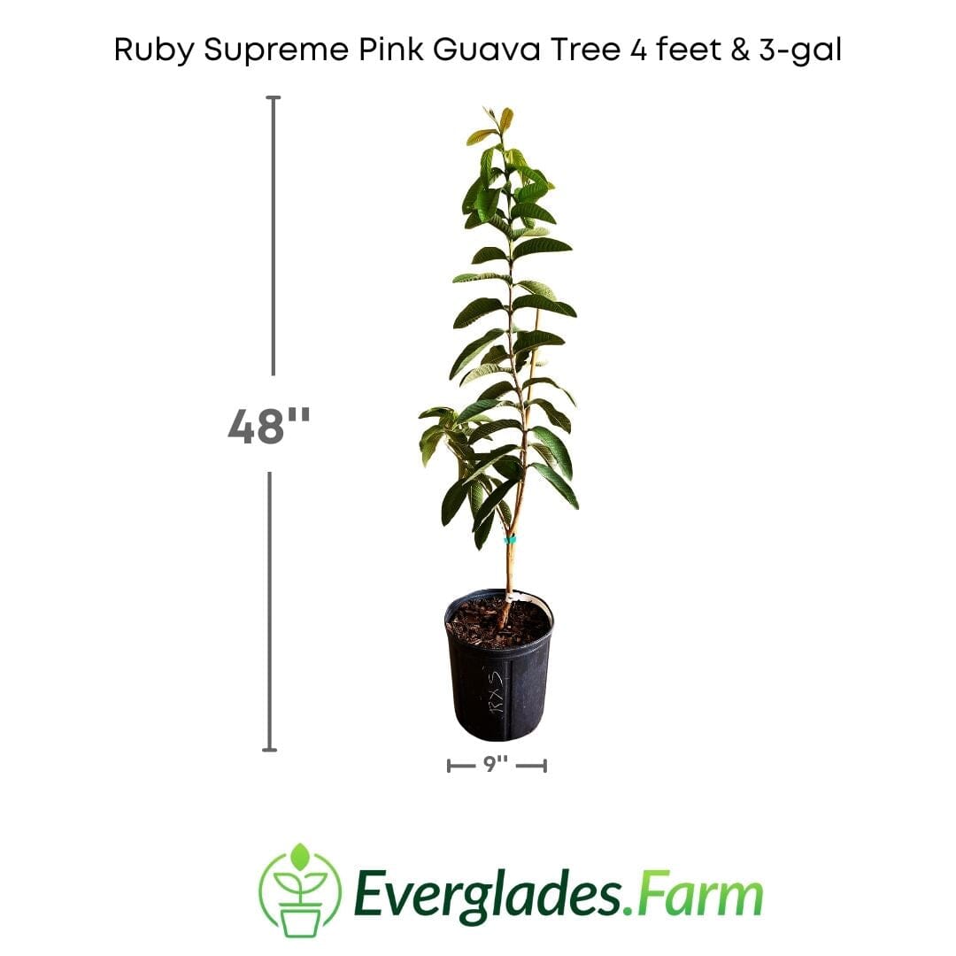 Ruby Supreme Pink Guava Tree, Grafted 100-Carlos Tropical Fruits 4 feet & 3-gal