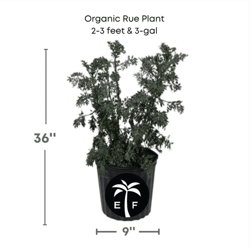 Live Ruda Plant (Ruda Rue Garden Plant) Herbs 115-Orlando Nursery 2-3 feet & 3-gal