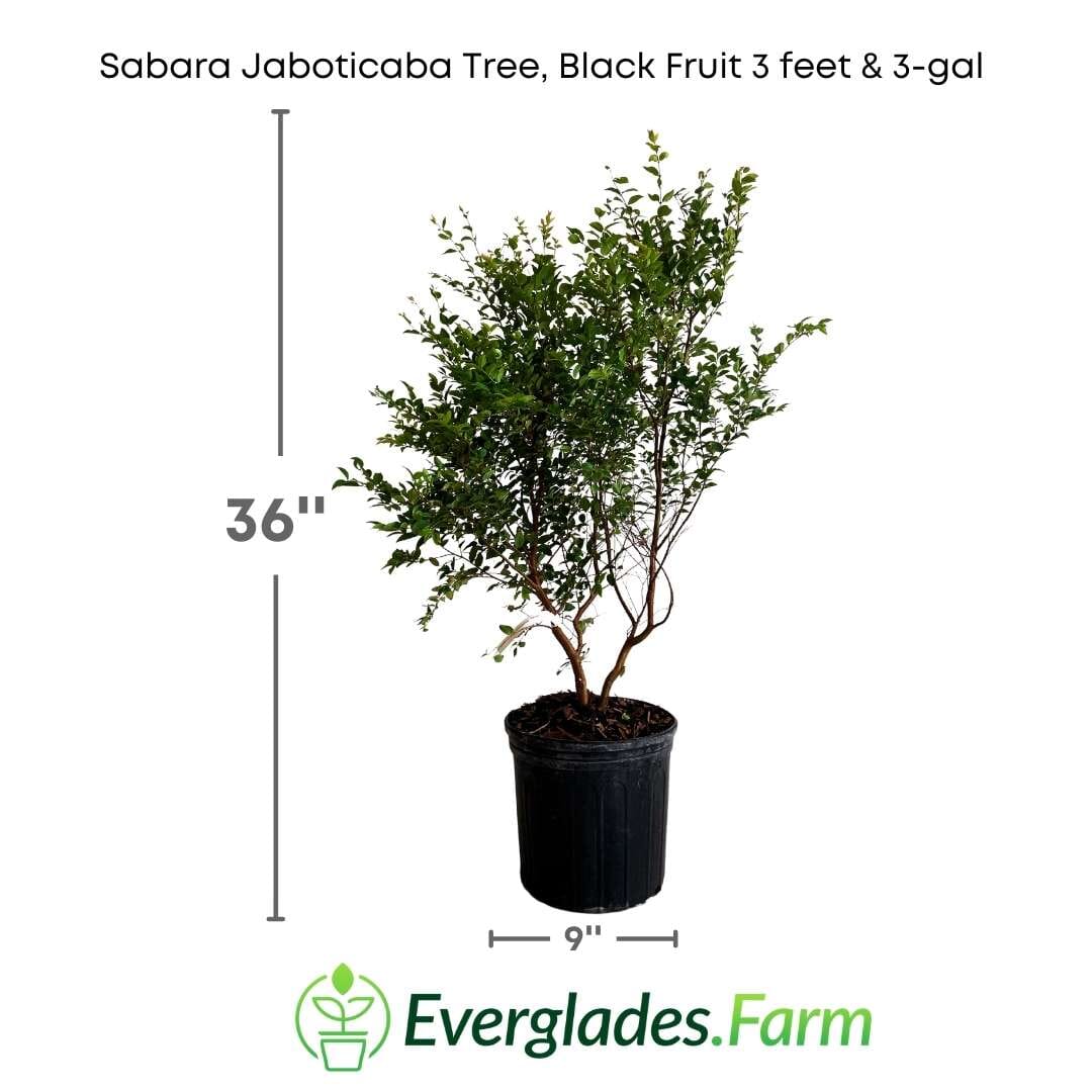 Sabara Jaboticaba Tree, Black Fruit Fruit Trees 103-Pine Island Nursery 3 feet & 3-gal