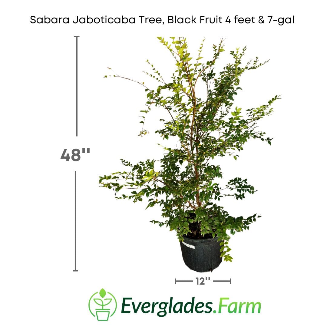 Sabara Jaboticaba Tree, Black Fruit Fruit Trees 103-Pine Island Nursery 4 feet & 7-gal