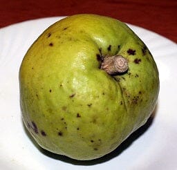 Younghans White Sapote Tree Air Layered 103-Pine Island Nursery
