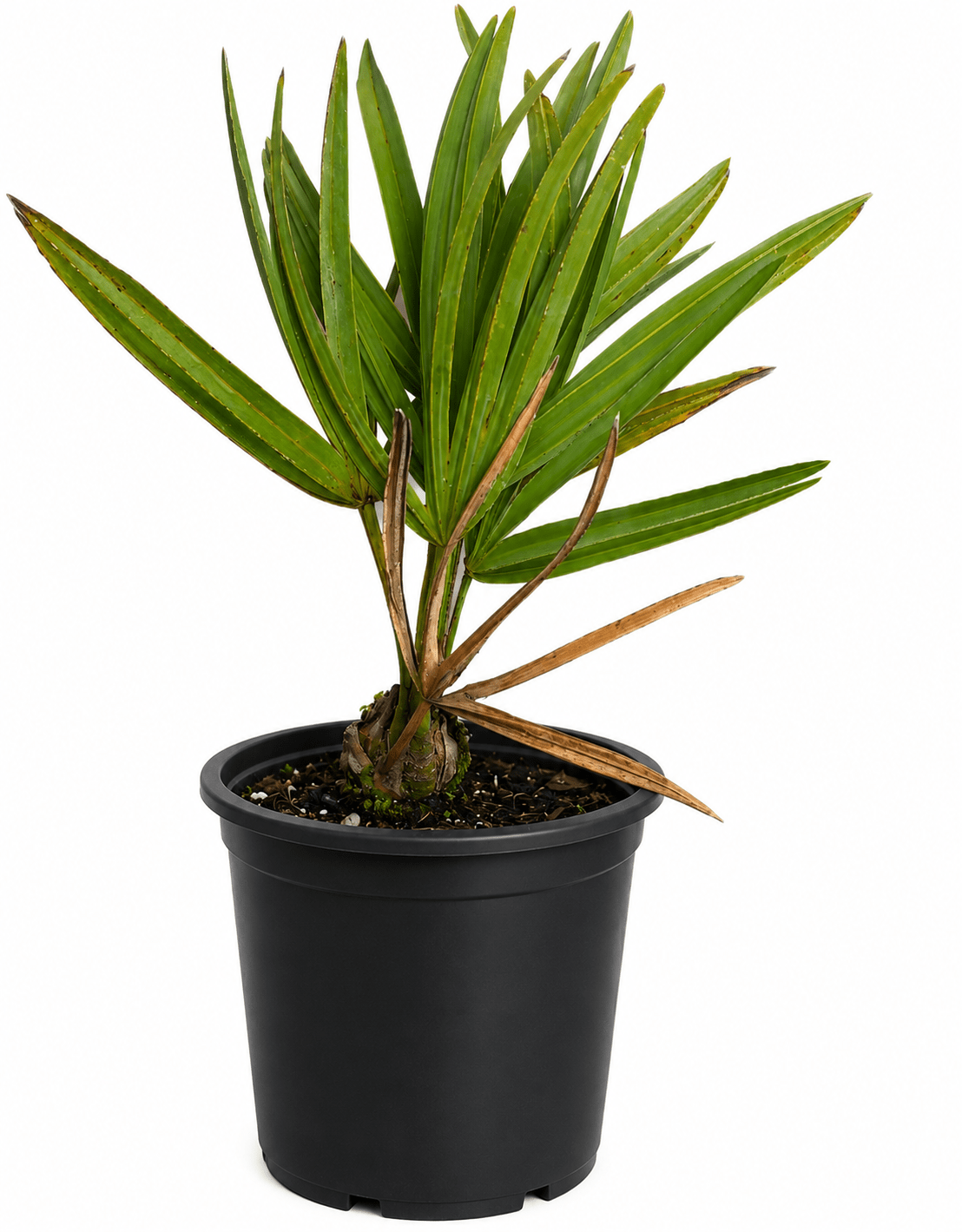 Saw Palmetto Palm Everglades Farm 1-2 feet & 1-gal