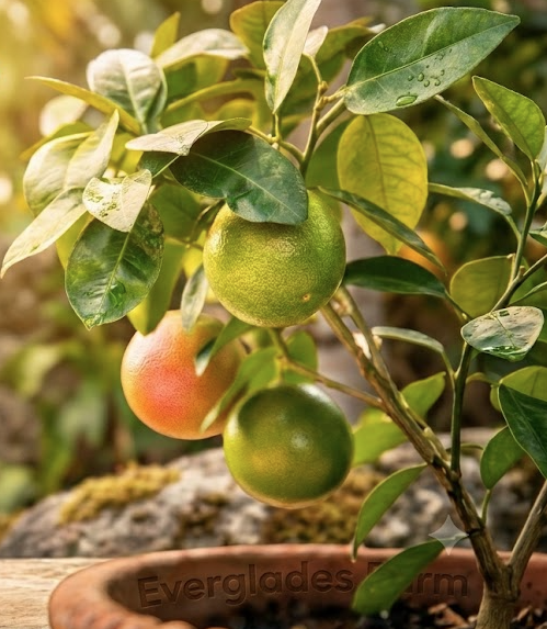 Ray Ruby Grape Fruit Tree Grafted