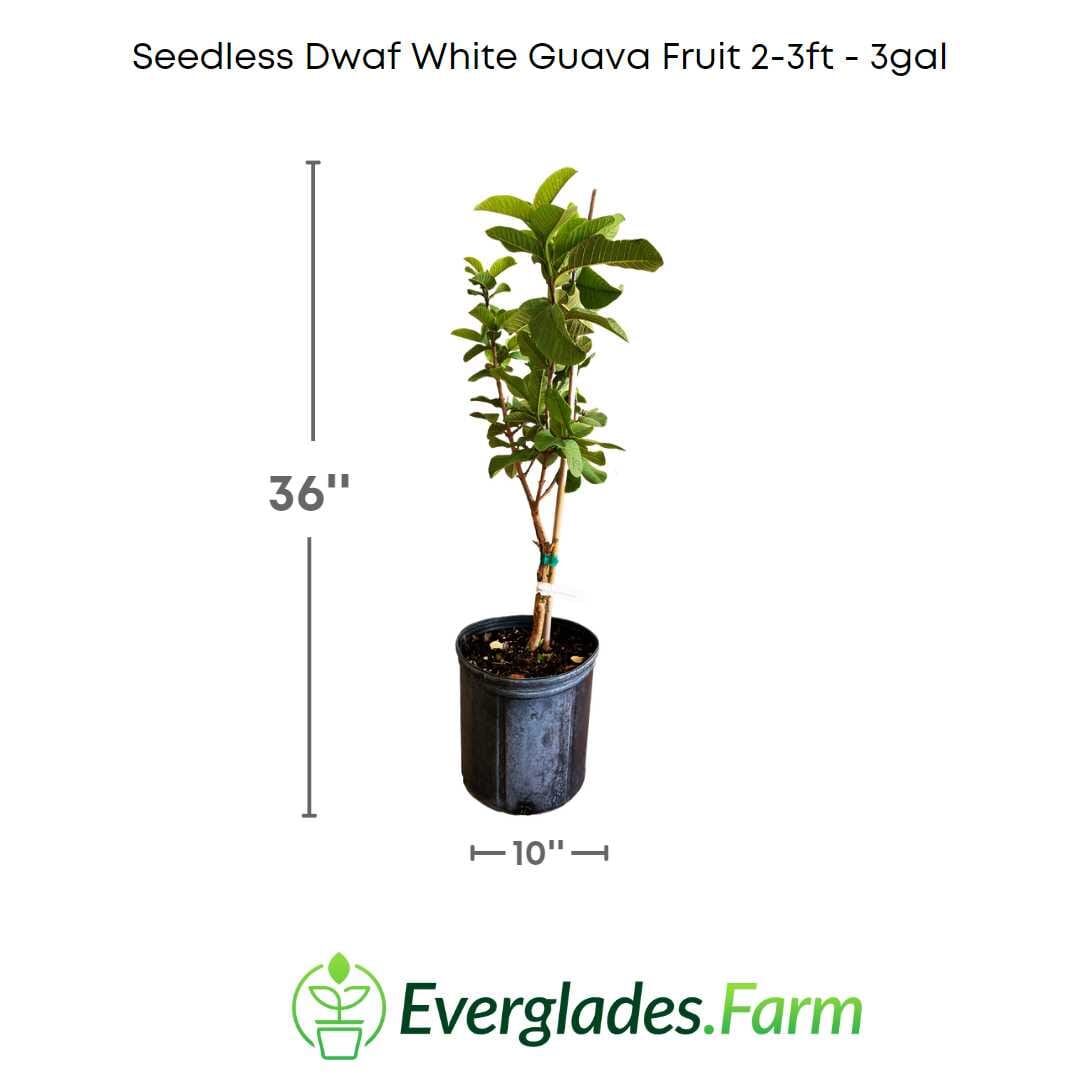 Seedless Dwarf White Guava Fruit Tree 100-Carlos Tropical Fruits 2-3 ft. & 3-gal.