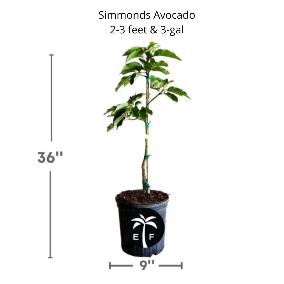 Simmonds Avocado, Semi-Dwarf Tree, Grafted